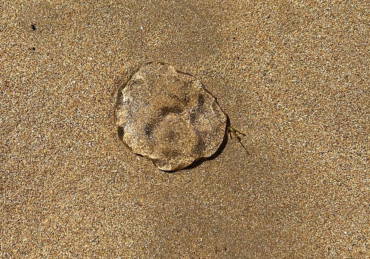 Salpa, con su aspecto gelatinoso, arrastrada el domingo hasta la orilla en la playa de San Lorenzo.