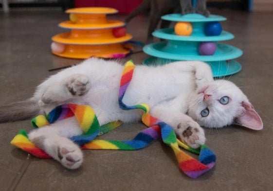 Un gato jugando con una cinta.