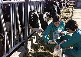 Denuncian las condiciones de trabajo «tercermundistas» de los inspectores veterinarios de ganadería