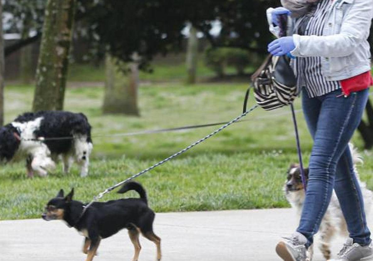 Alerta para los dueños de perros de Castrillón: hallan bolas de pan con alfileres en una zona canina