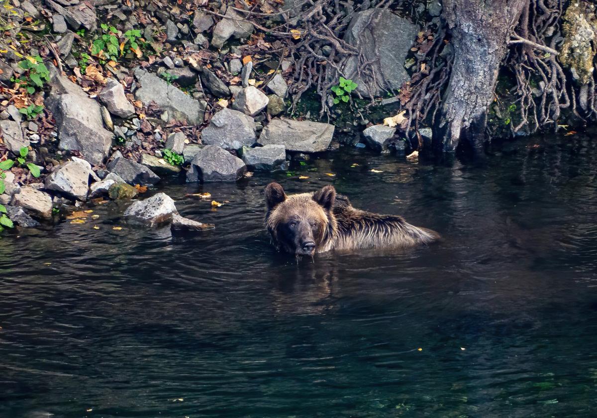 Fotografía de un oso pardo de la exposición 'Miradas 3', del artista Maxi Díez.