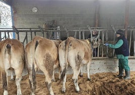 Los veterinarios inspectores de ganadería de Asturias anuncian movilizaciones ante un «trato laboral indigno»