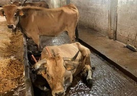 Una vaca con EHE en una ganadería de Llanes durante la ola de casos del pasado otoño.