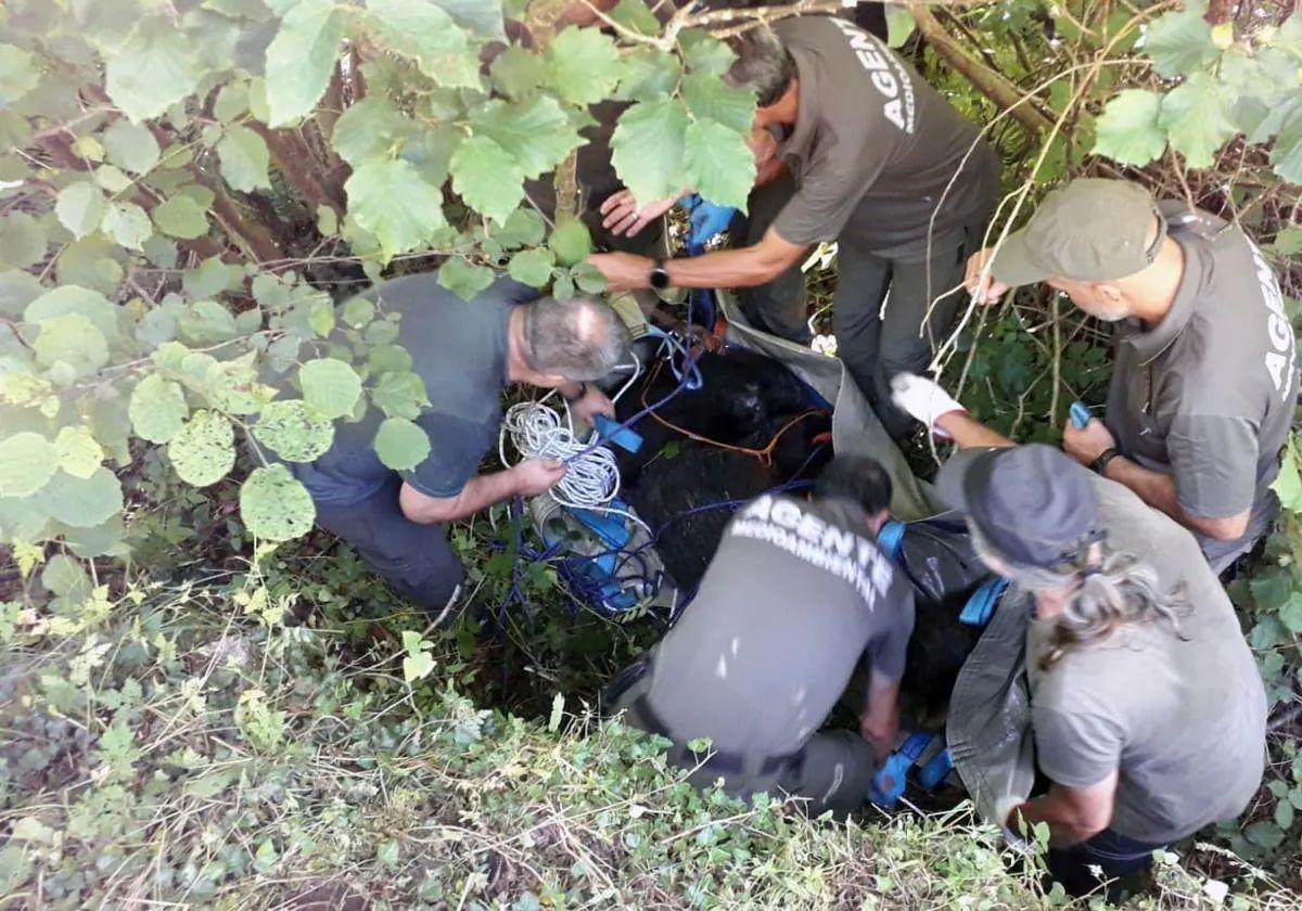 Fapas pide esclarecer si el oso malherido en Somiedo se quedó paralítico por lesiones causadas al intentar capturarlo