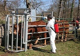 Un veterinario procede a la desinsectación de unas vacas en una pasada edición de la feria de Corao.