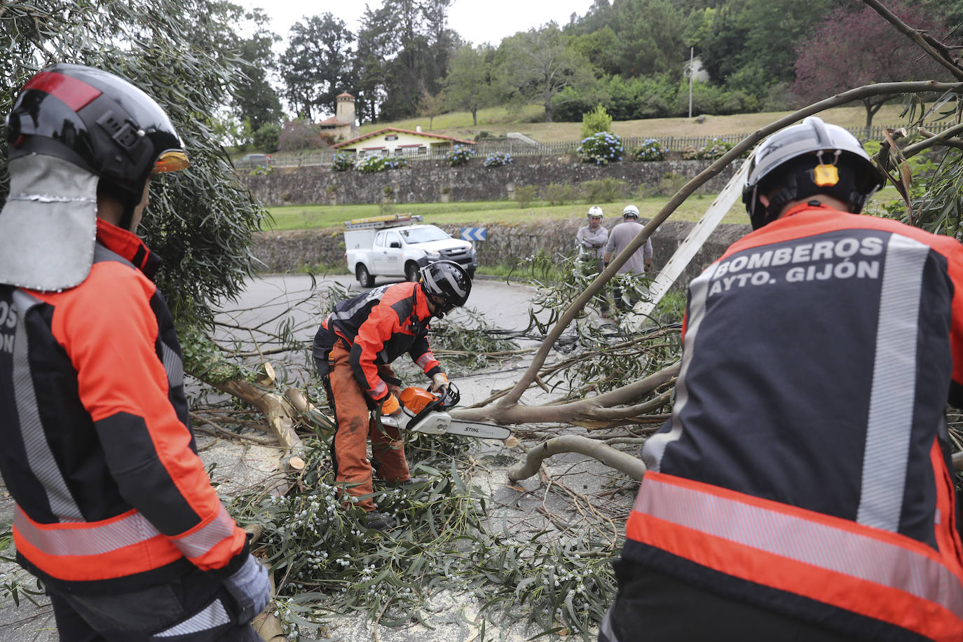 Las fuertes rachan de viento tiran un eucalipto en Gijón