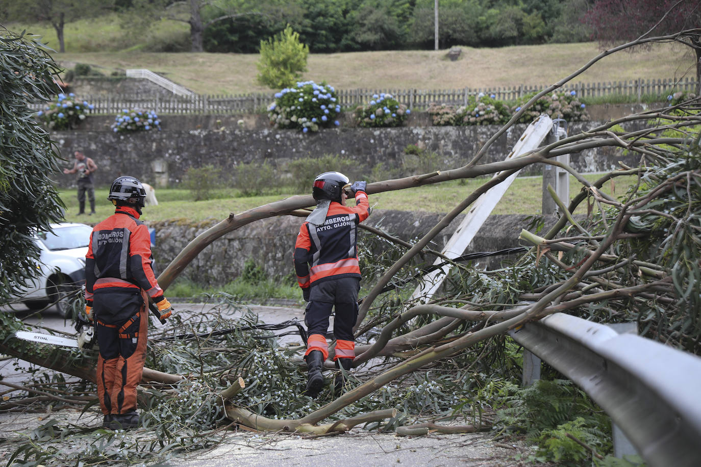 Las fuertes rachan de viento tiran un eucalipto en Gijón