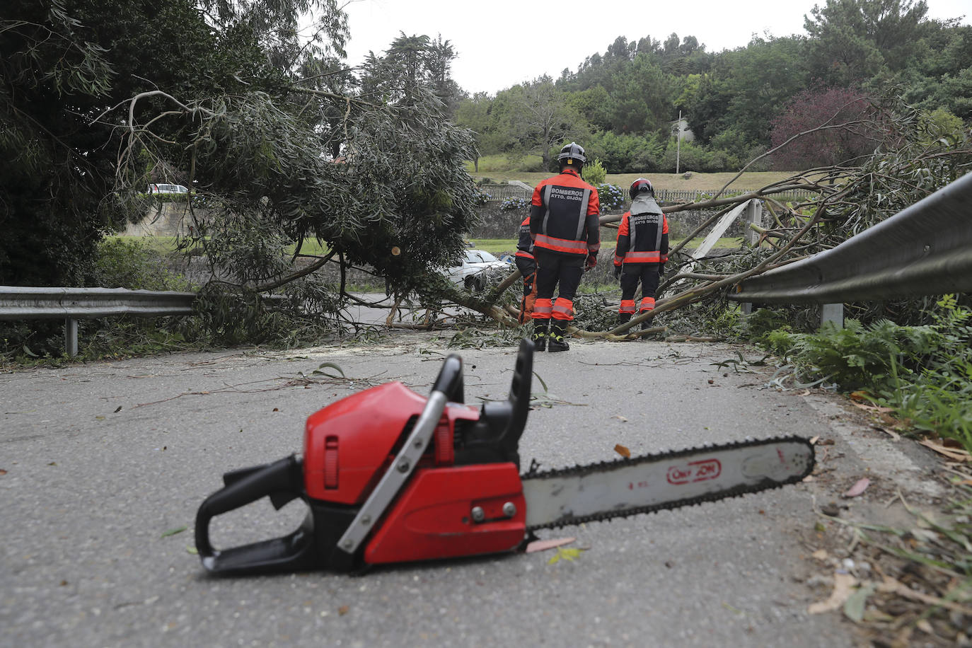 Las fuertes rachan de viento tiran un eucalipto en Gijón