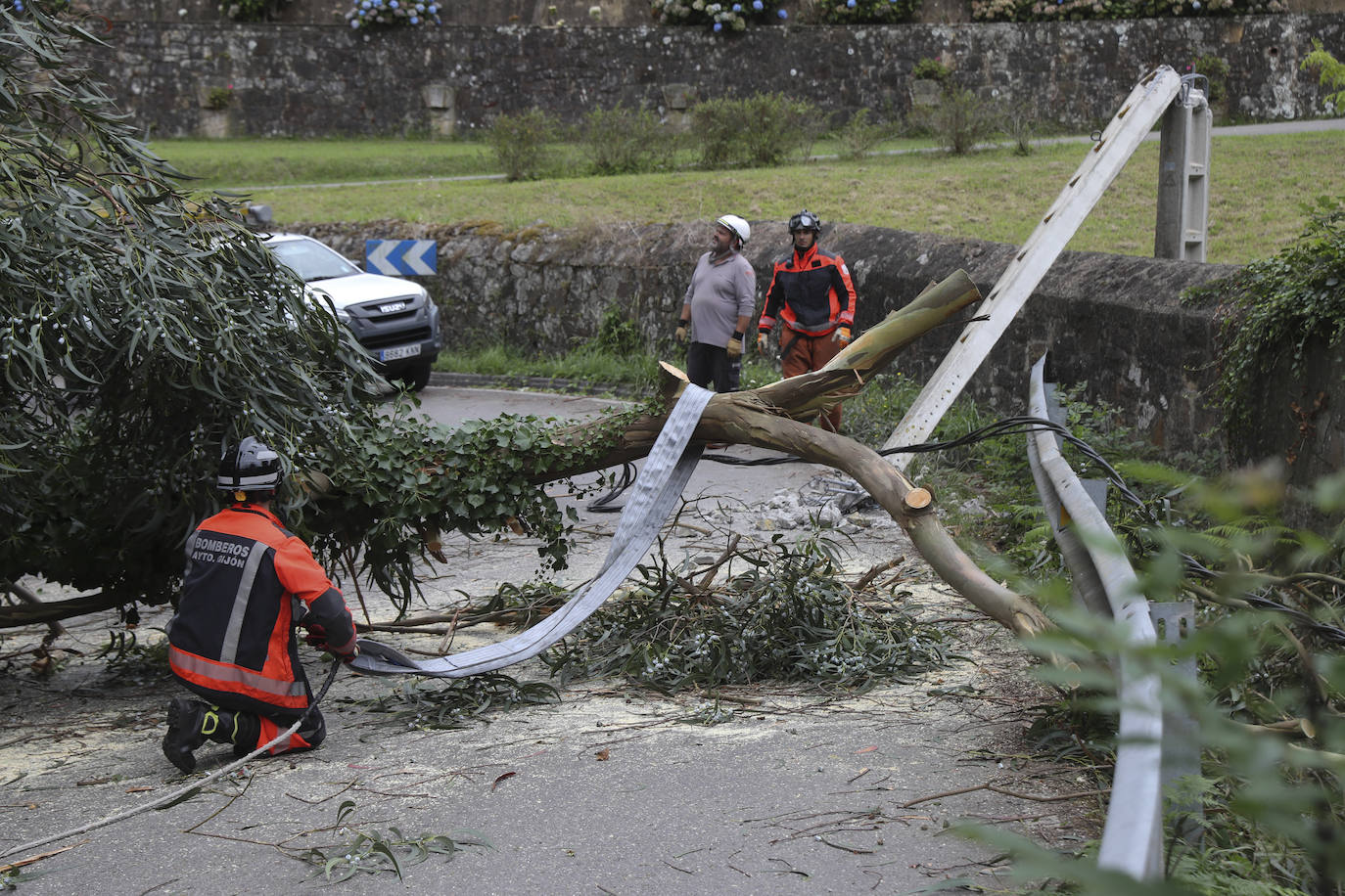 Las fuertes rachan de viento tiran un eucalipto en Gijón