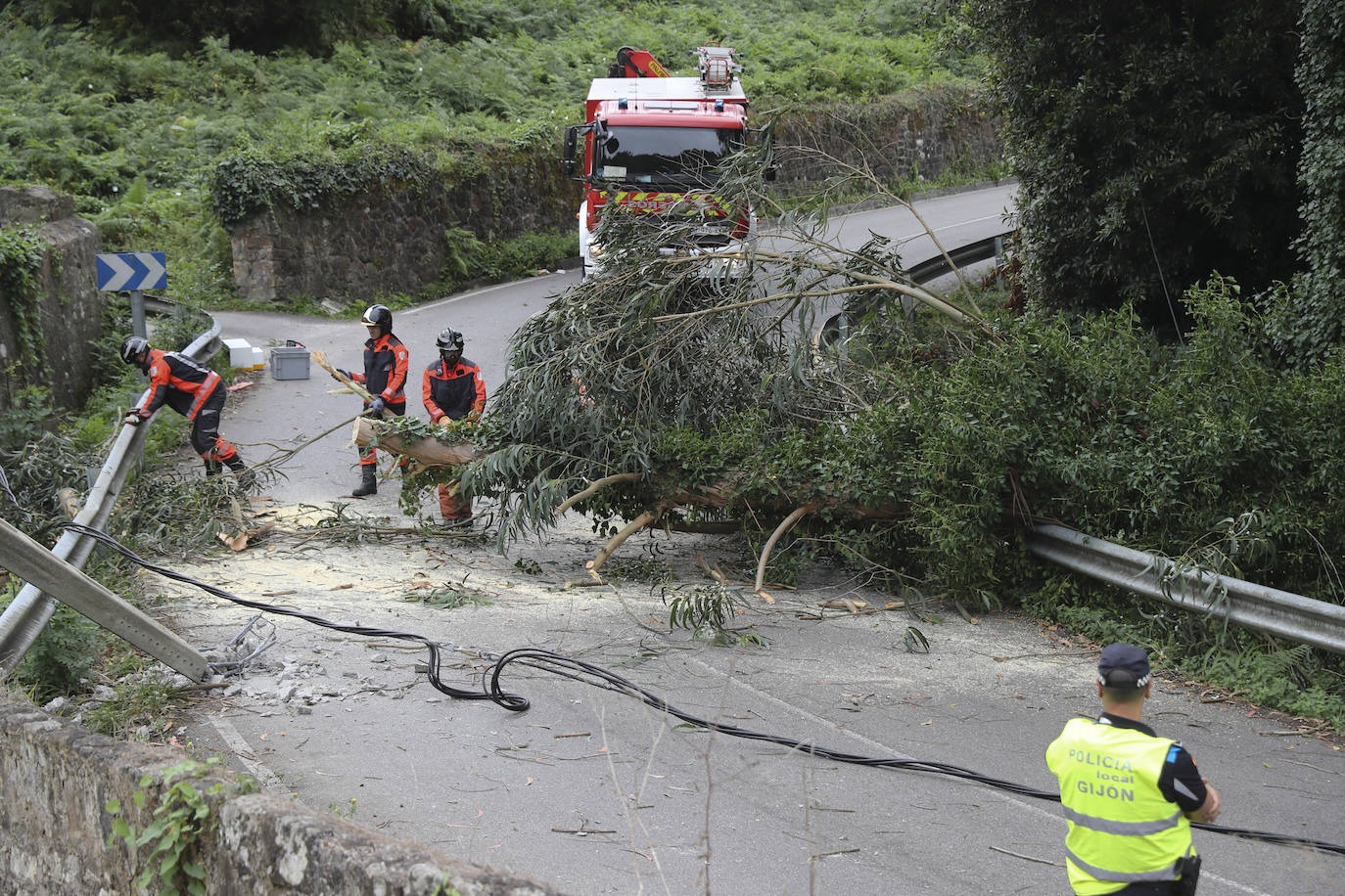 Las fuertes rachan de viento tiran un eucalipto en Gijón