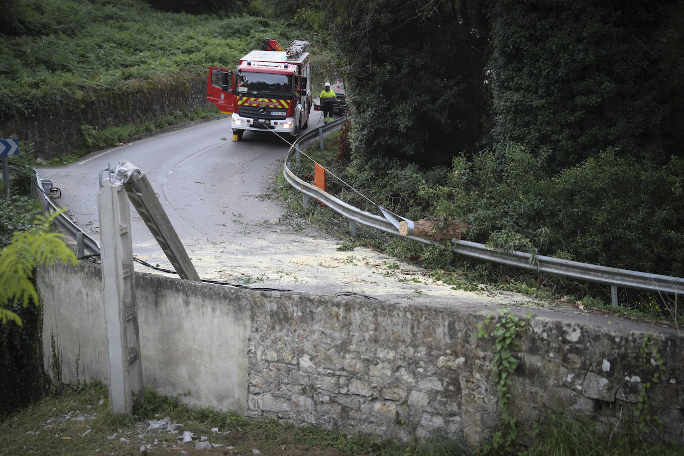 Las fuertes rachan de viento tiran un eucalipto en Gijón