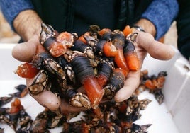 Localizan a un joven con 26 kilos de percebes en el maletero