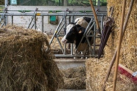 Una de las vacas afectadas por la efermedad hemorrágica epizoótica en una ganadería de Cantabria, donde la enfermedad avanza rápidamente.