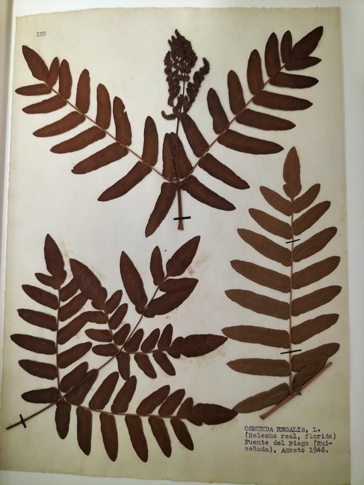 Osmunda regalis. Helecho real florido en Ruiseñeda, año 1946.