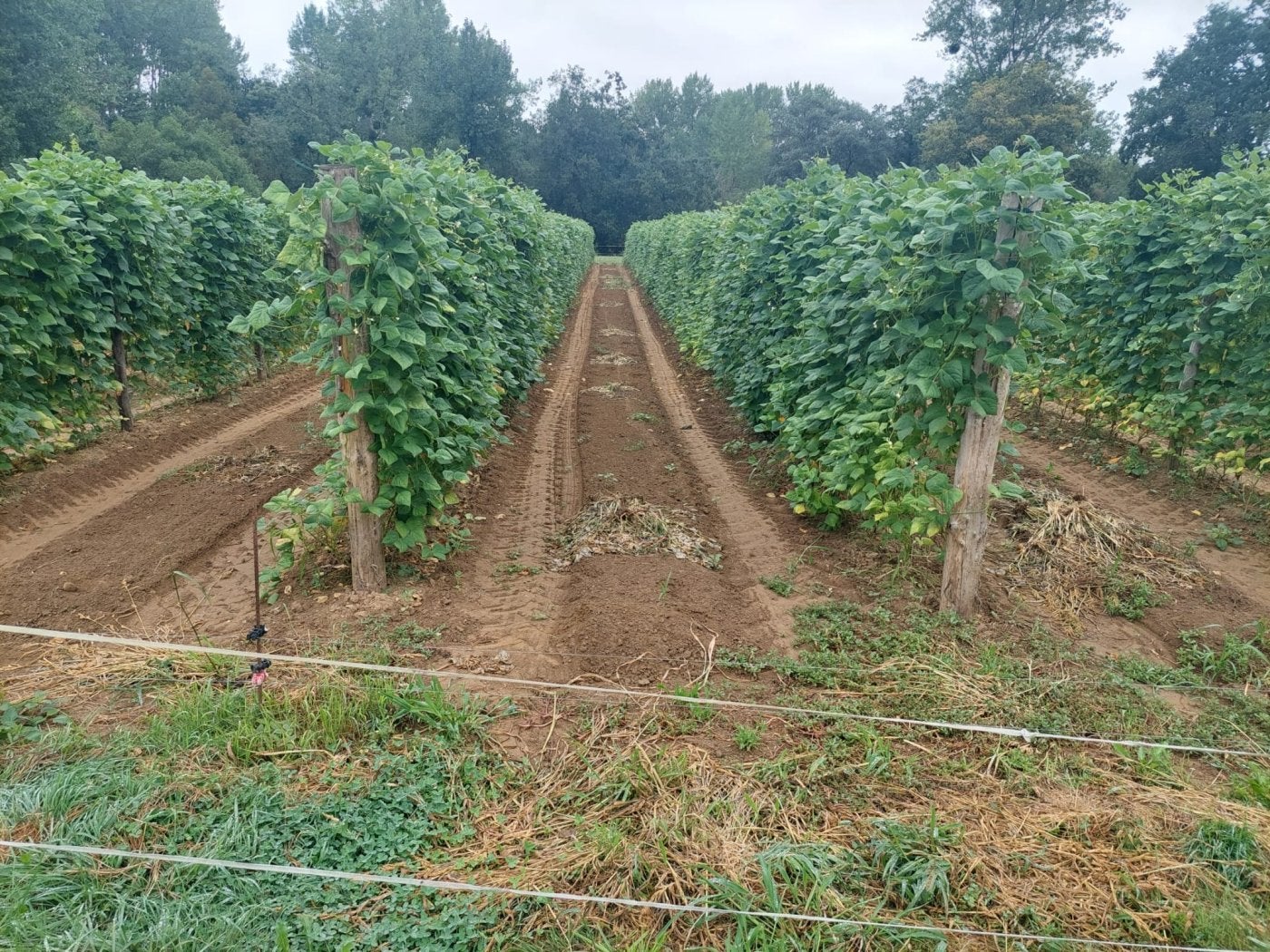 Una plantación de fabes en Gijón, en pleno proceso de formación de las vainas. Los productores temen que este año no recojan una buena cosecha.