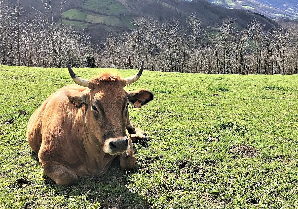 Confirmados en Asturias dos casos de vacas infectadas con el virus EHE