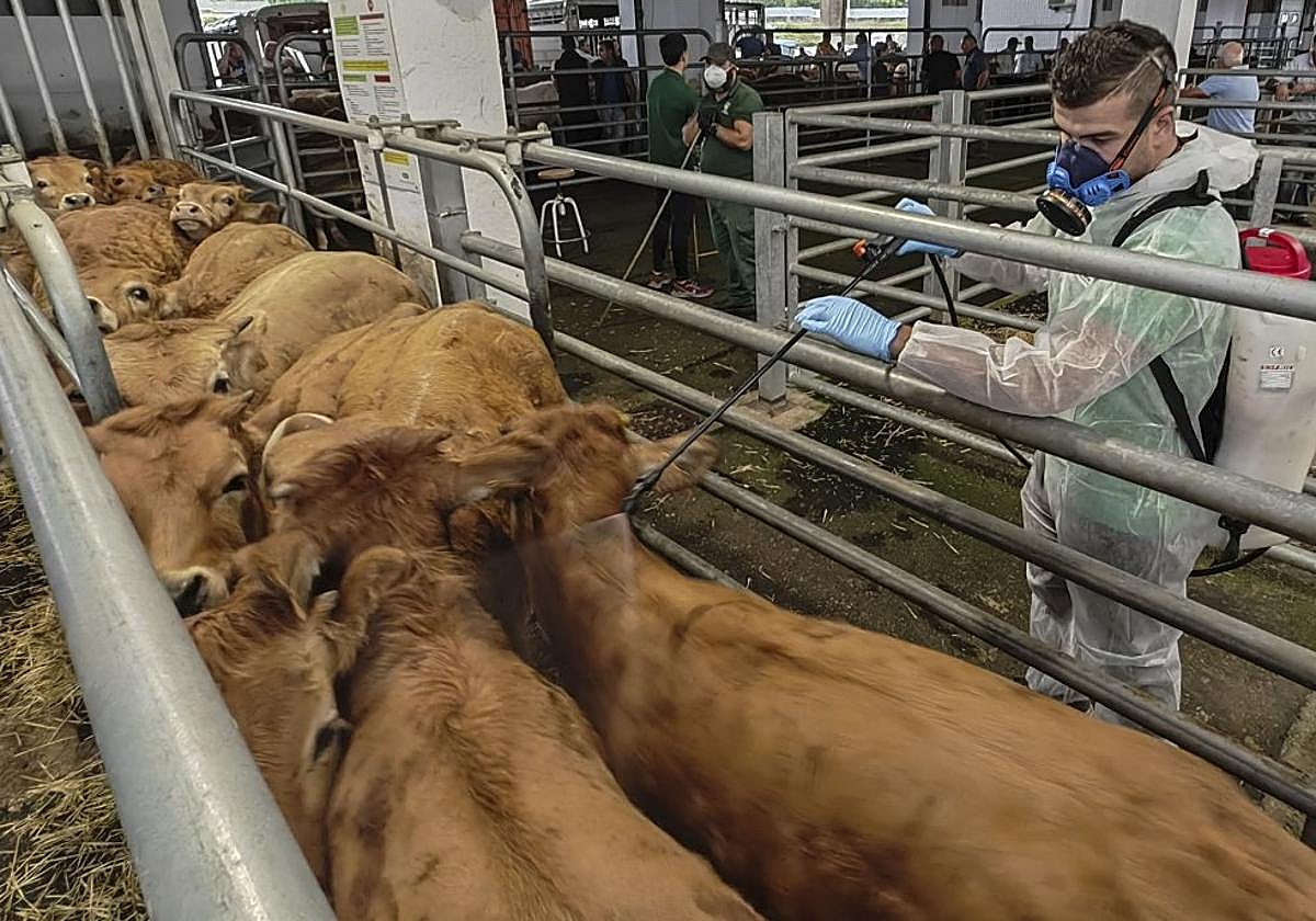 Un veterinario desinsecta a unas vacas en un certamen de ganado.