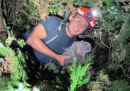 Los bomberos rescatan a 'Cactus', un gato que se había encaramado a lo alto de un árbol