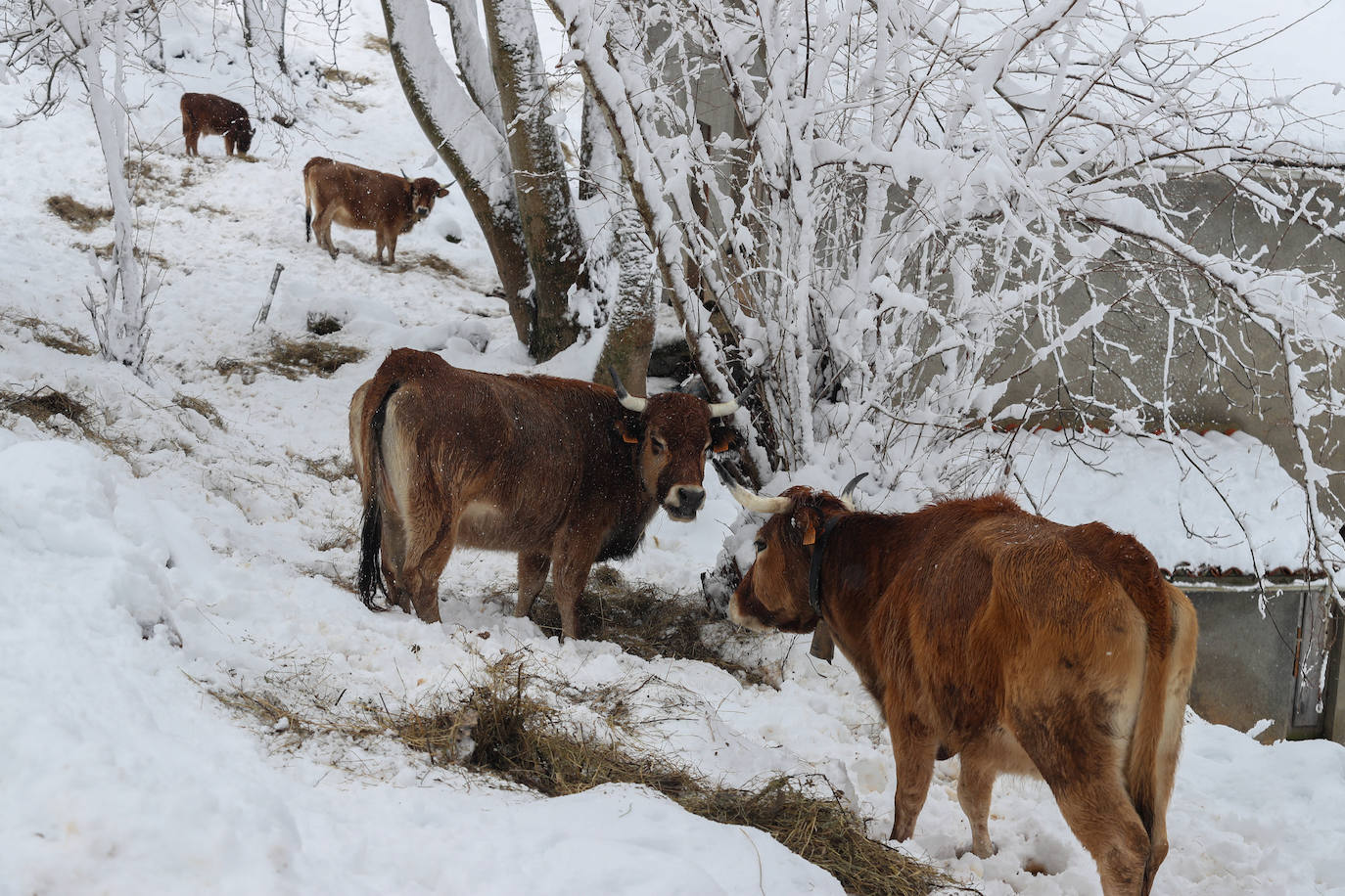 En el corazón de los Picos de Europa: Sotres, un pueblo de altura y de postal