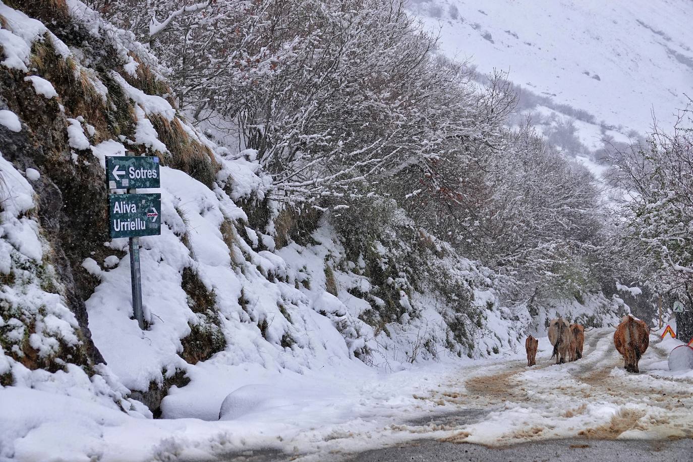 En el corazón de los Picos de Europa: Sotres, un pueblo de altura y de postal