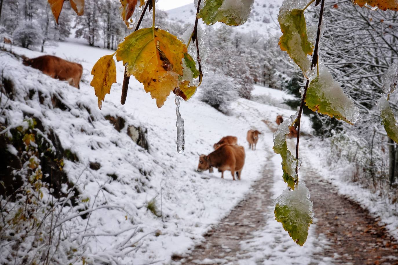 En el corazón de los Picos de Europa: Sotres, un pueblo de altura y de postal