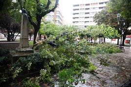 Árbol caído el lunes en la plaza de San Miguel.