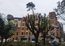 Trabajos de poda en los castaños de indias de la plaza de San Miguel.