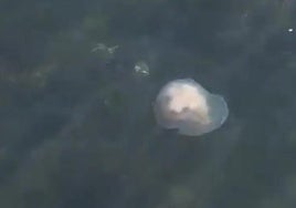 Medusas de gran tamaño en la costa de Gijón