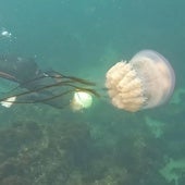 Medusas que 'pican' aunque no toquen la piel