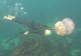 Una buceadora gijonesa pasa cerca de una medusa, en aguas junto al Real Club Astur de Regatas.