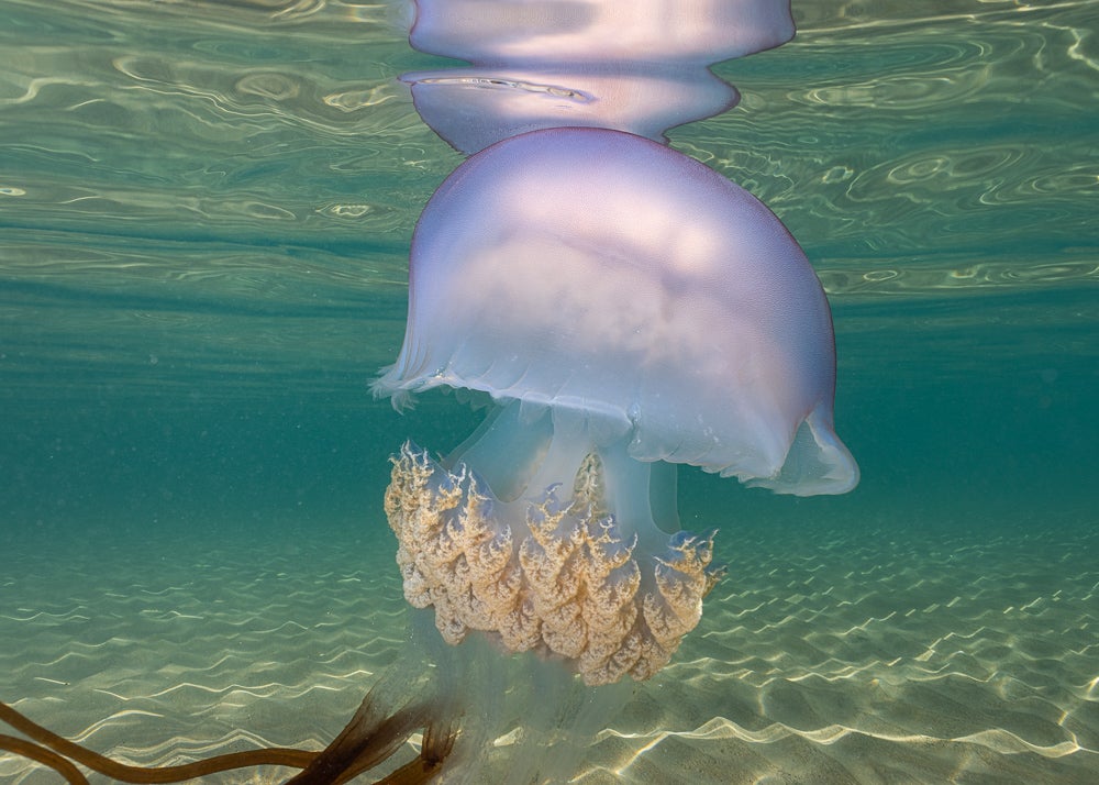 Las impresionantes imágenes de las medusas bajo el mar en Gijón