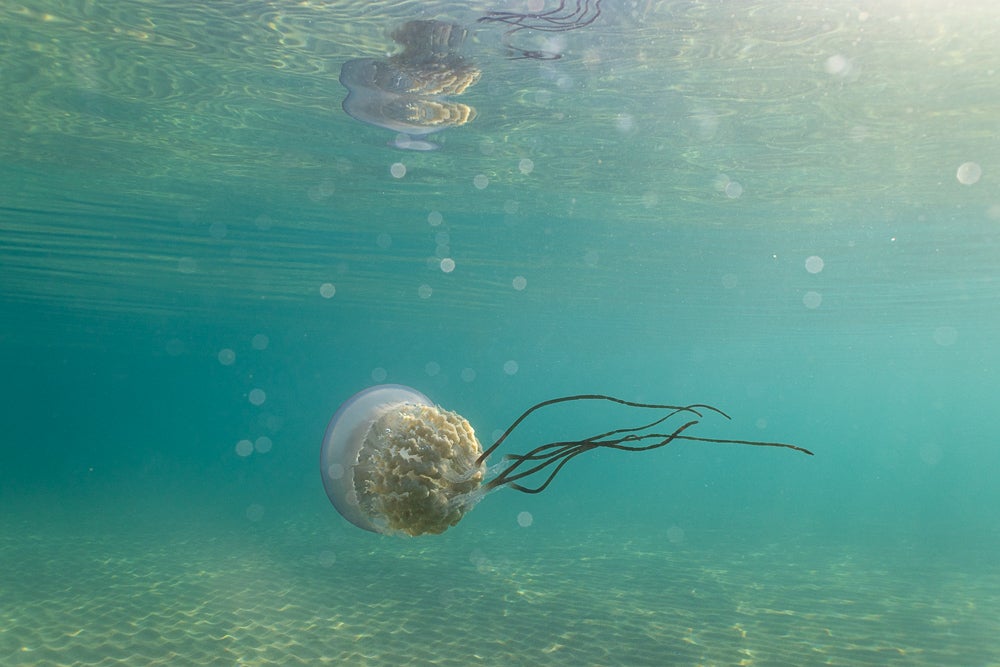 Las impresionantes imágenes de las medusas bajo el mar en Gijón