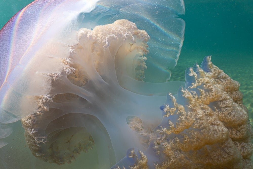 Las impresionantes imágenes de las medusas bajo el mar en Gijón