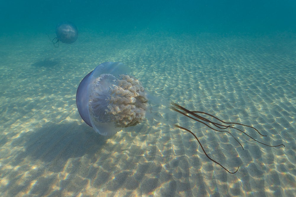 Las impresionantes imágenes de las medusas bajo el mar en Gijón