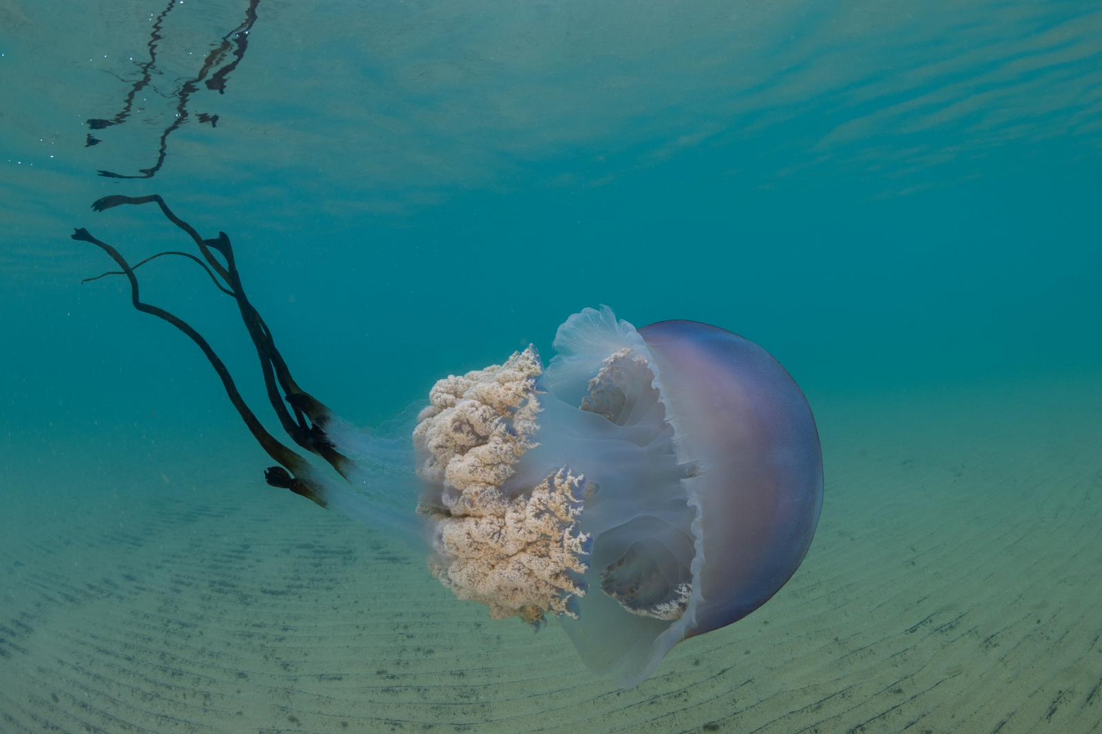 Las impresionantes imágenes de las medusas bajo el mar en Gijón