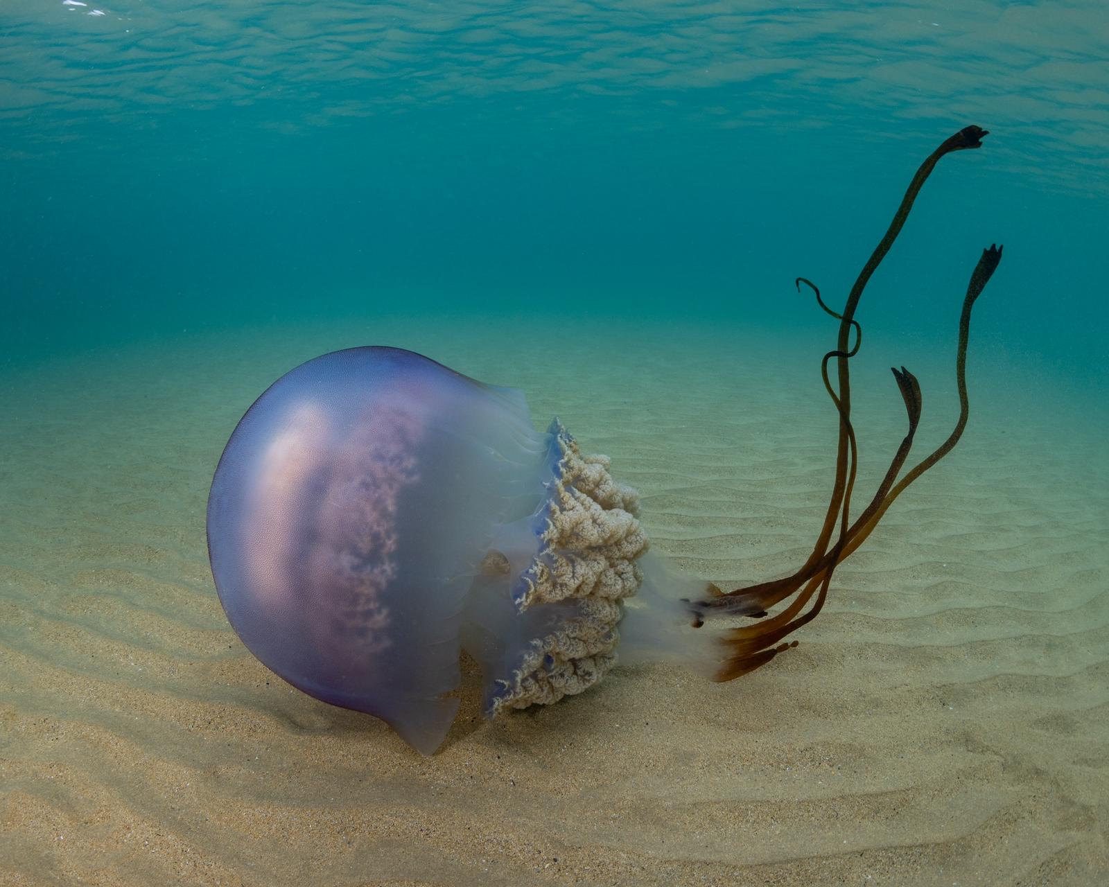 Las impresionantes imágenes de las medusas bajo el mar en Gijón