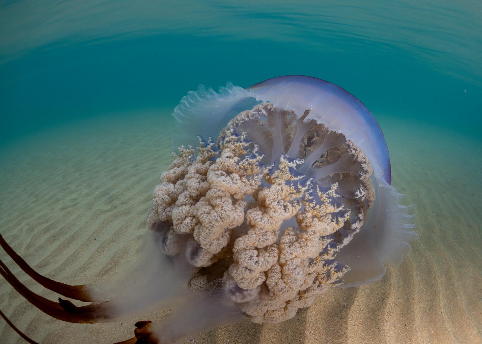 Las impresionantes imágenes de las medusas bajo el mar en Gijón