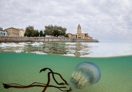 Las impresionantes imágenes de las medusas bajo el mar en Gijón