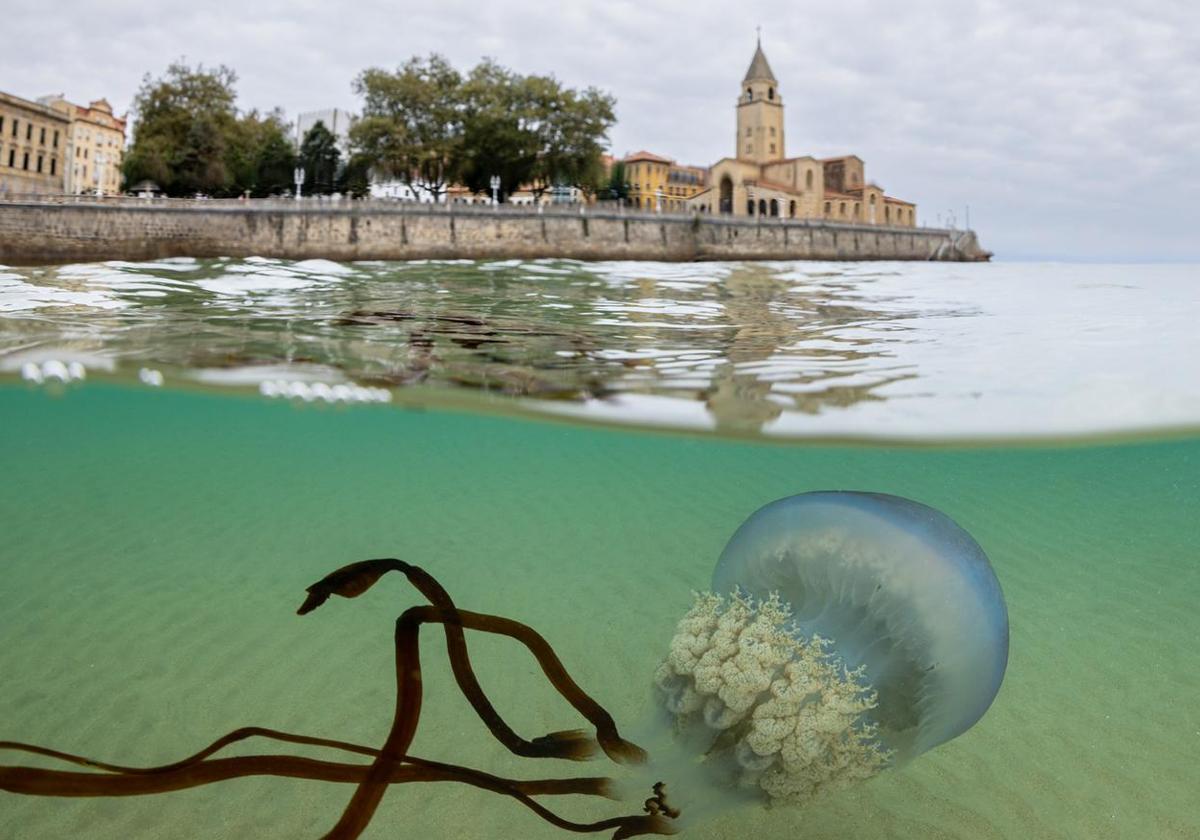 Las impresionantes imágenes de las medusas bajo el mar en Gijón