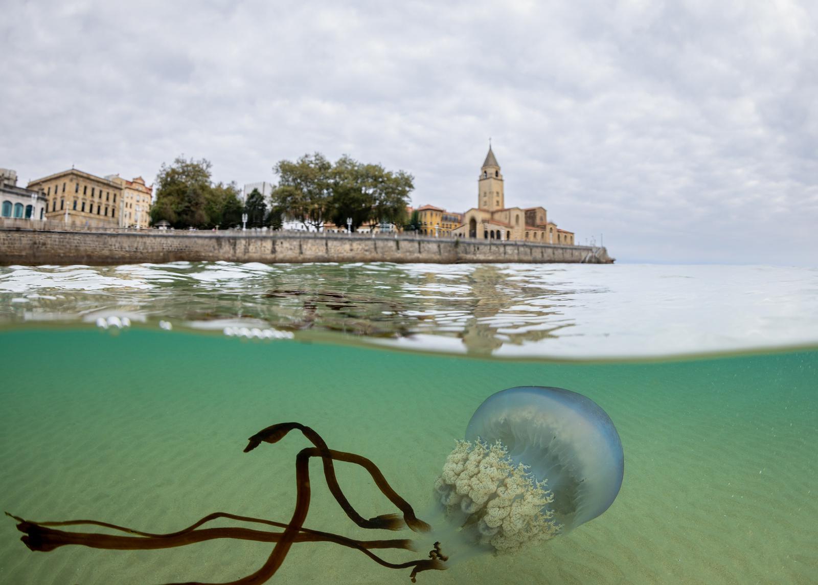 Las impresionantes imágenes de las medusas bajo el mar en Gijón