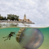 Las medusas, desde las profundidades de Gijón