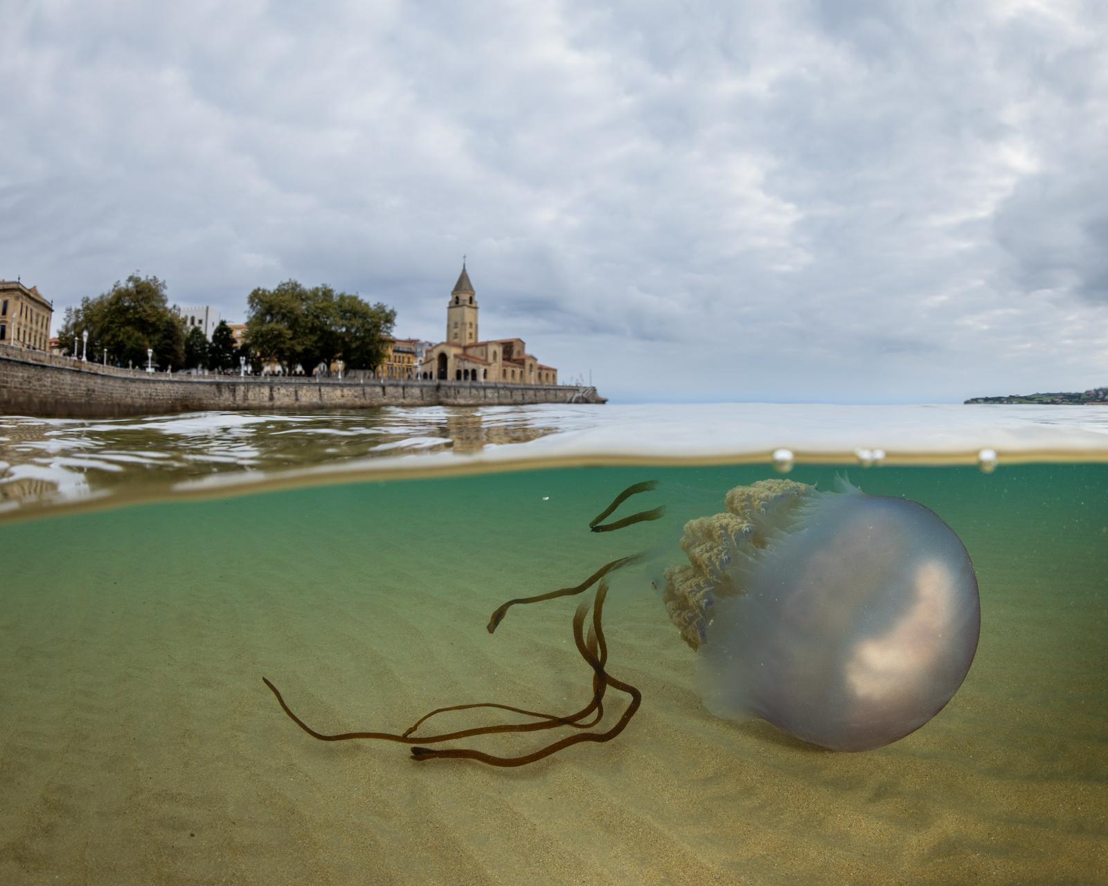 Las impresionantes imágenes de las medusas bajo el mar en Gijón