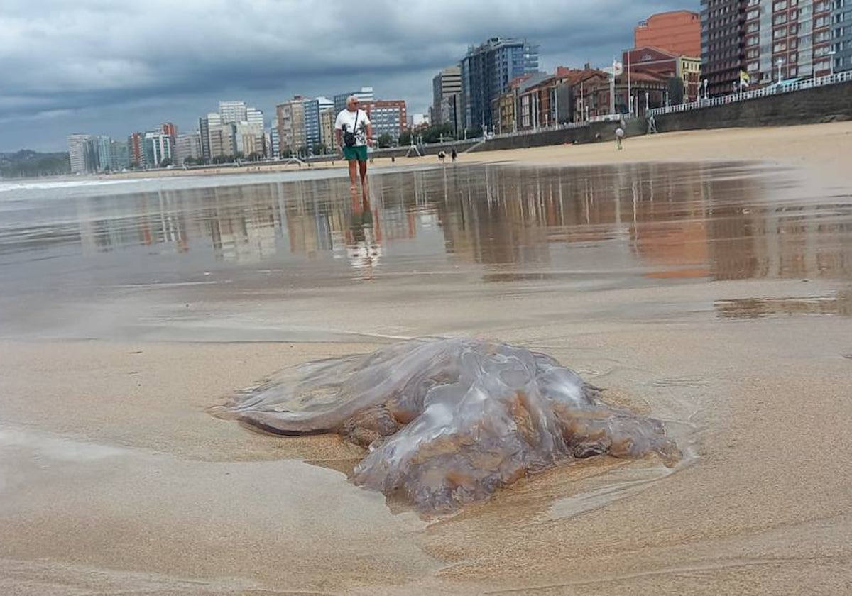 Una gran medusa varada en la playa de San Lorenzo hoy jueves.