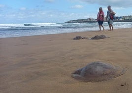 Las medusas llenan otra vez la playa en Gijón