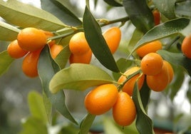 Kumquats.