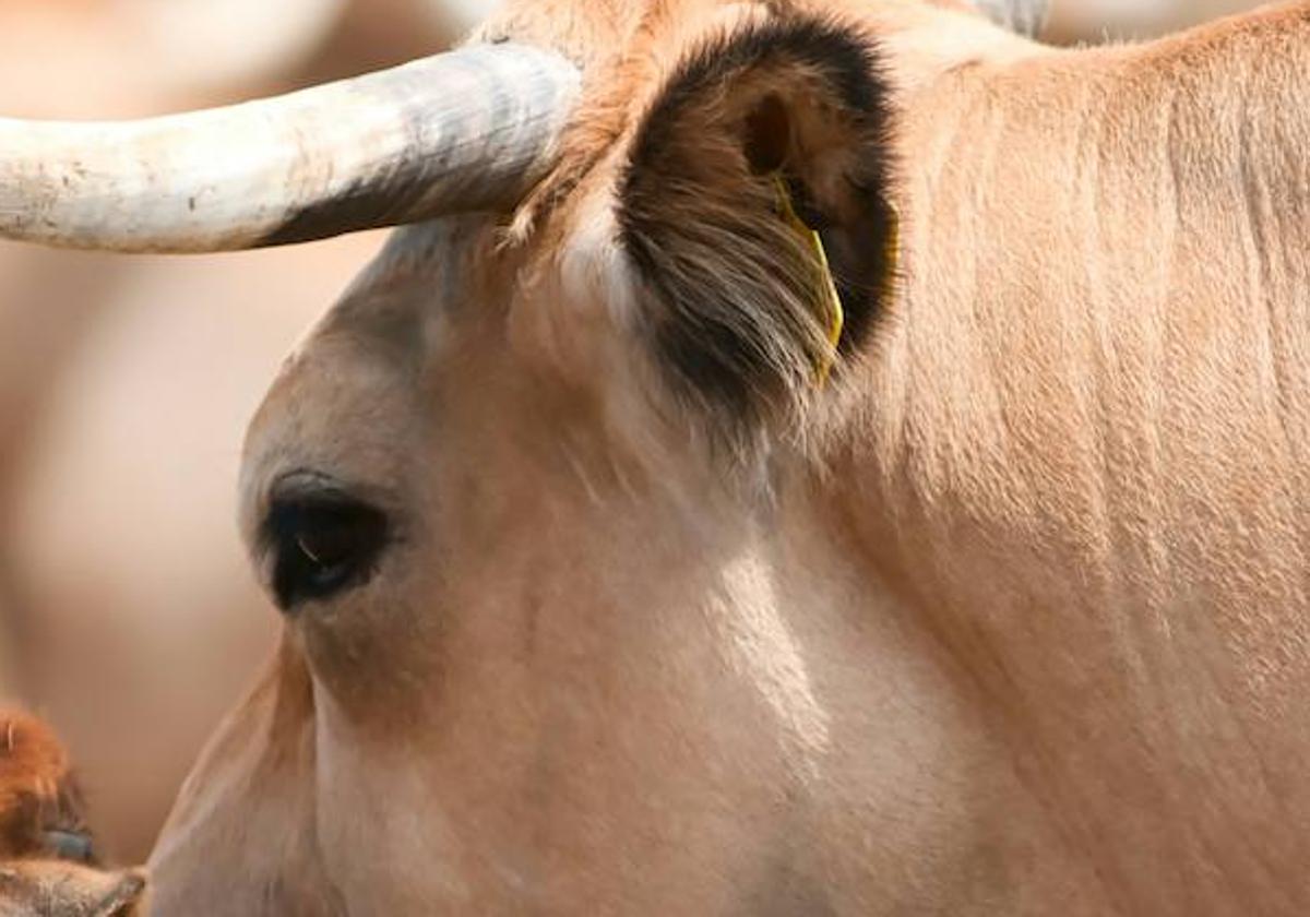 Herido grave un hombre de 75 años al recibir la cornada de una vaca en Villaviciosa