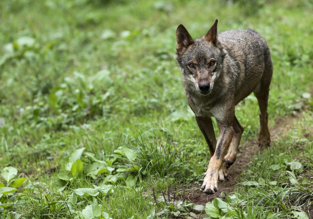 Un ejemplar de lobo ibérico en las instalaciones del centro de interpretación de este animal en Belmonte.