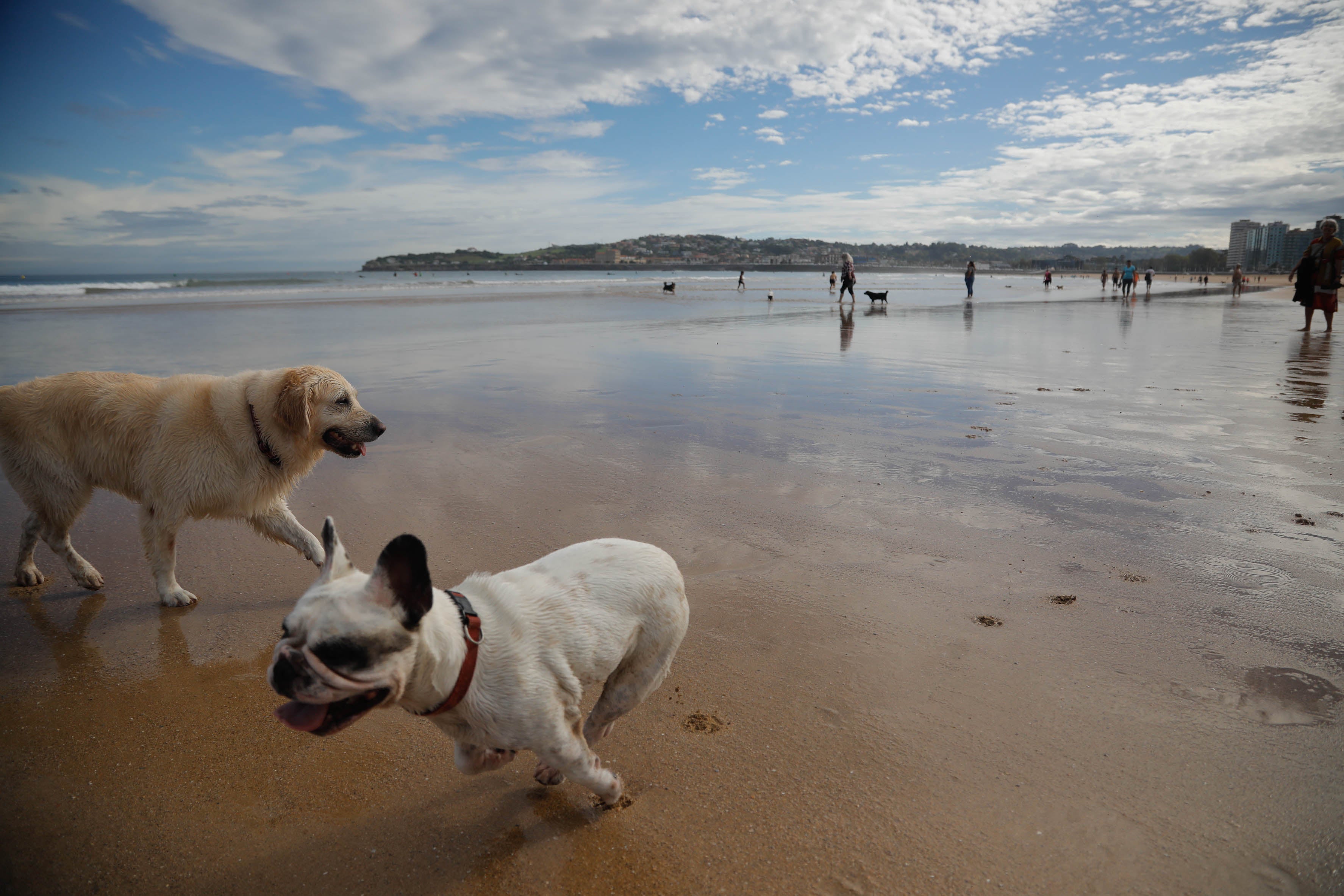 Diversión canina en San Lorenzo: los perros vuelven a playa