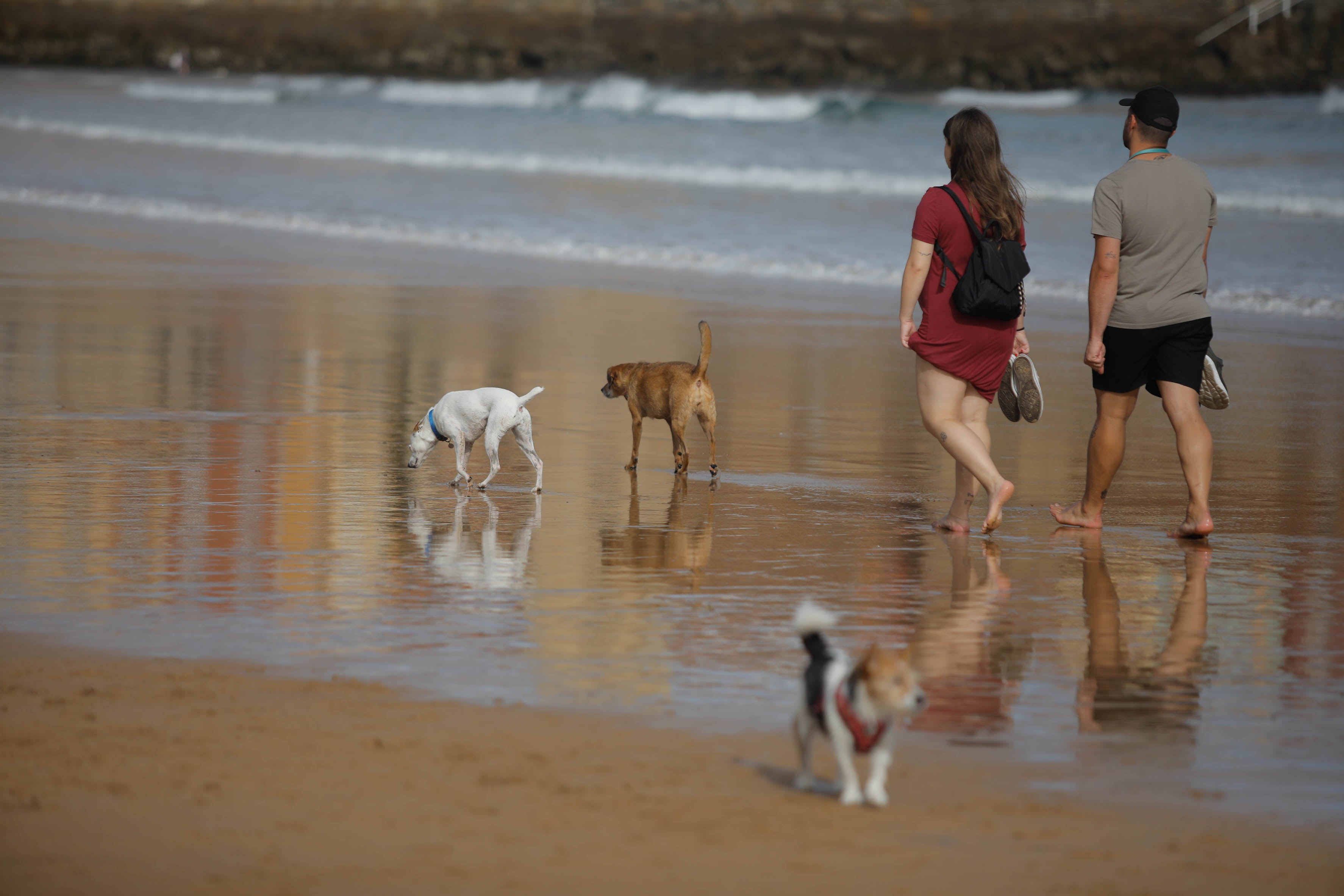 Diversión canina en San Lorenzo: los perros vuelven a playa