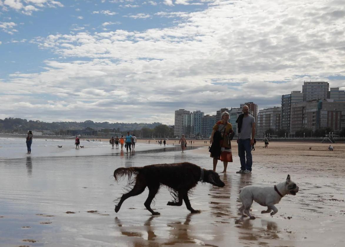 Perros en la plaza de San Lorenzo en Gijón